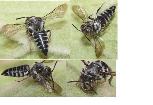 Réf. 243 144 : Coelioxys afra